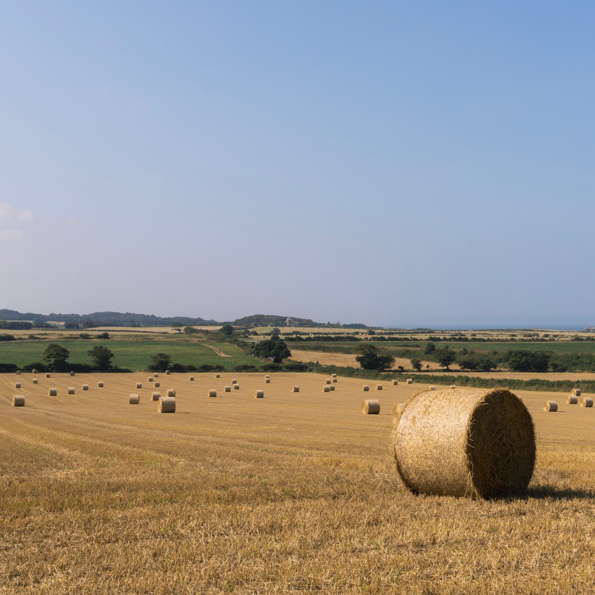 LBB8: ‘A Modest Proposal’ by Jonathan Swift