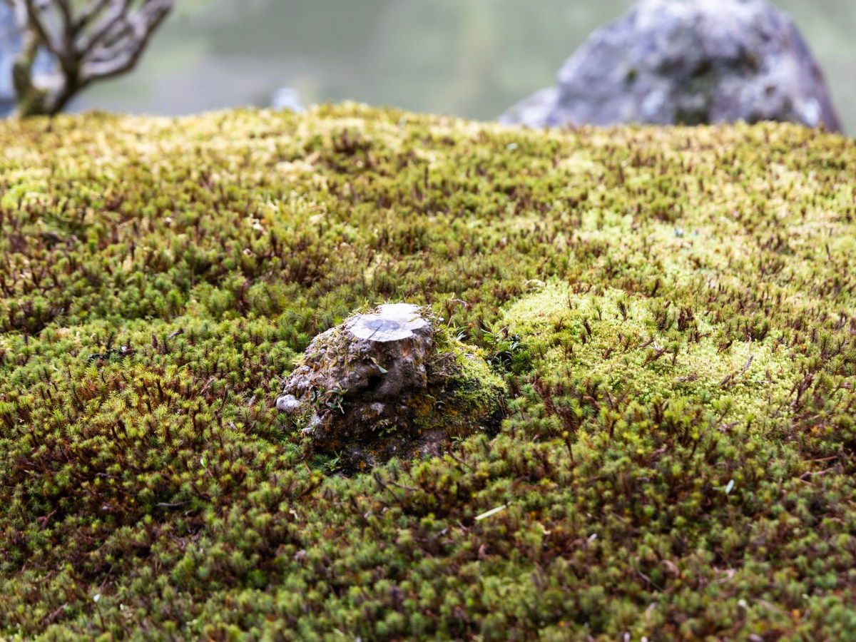 6 months later: Learning Japanese